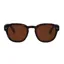 I-Sea Barton Men's Sunglasses in Tort/Brown Polarised
