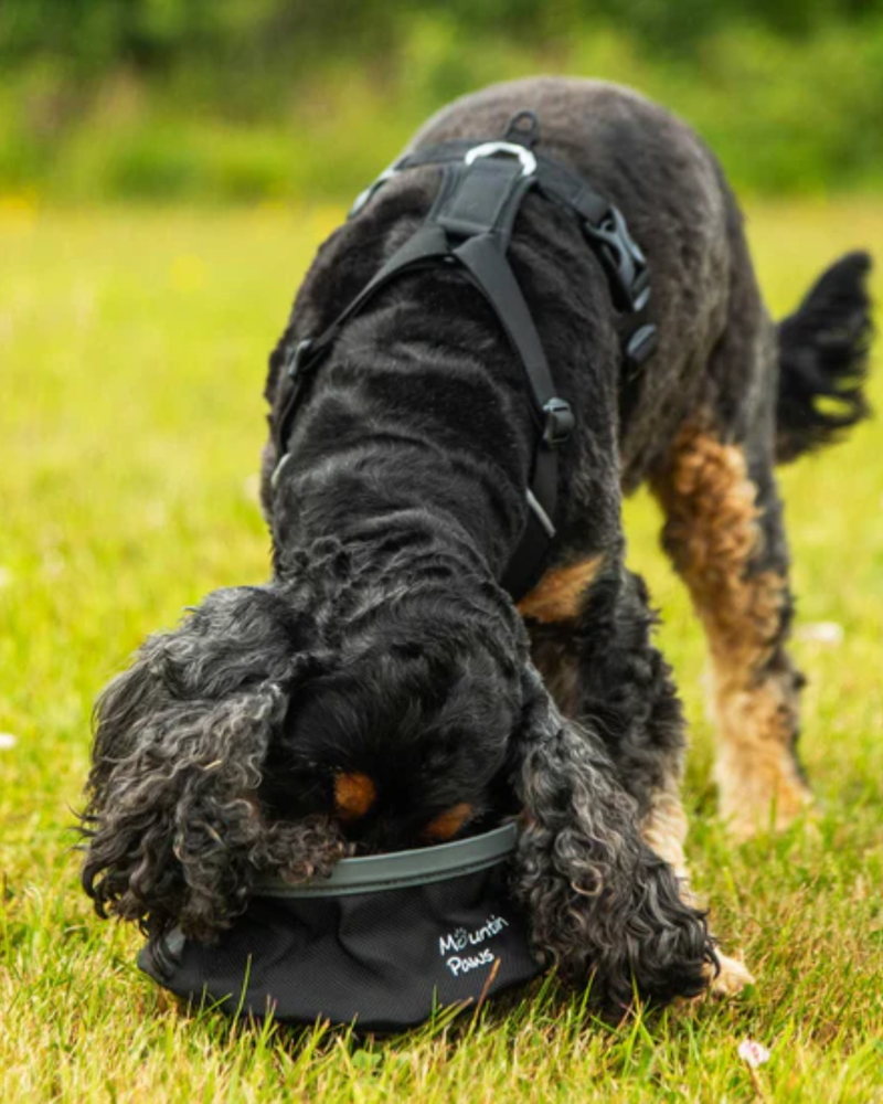Mountain Paws Collapsible Dog Water Bowl in Black-1