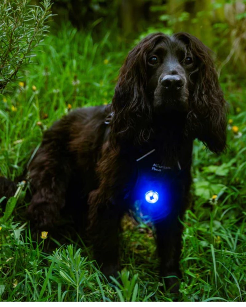 Mountain Paws Dog Safety Light in Single-1