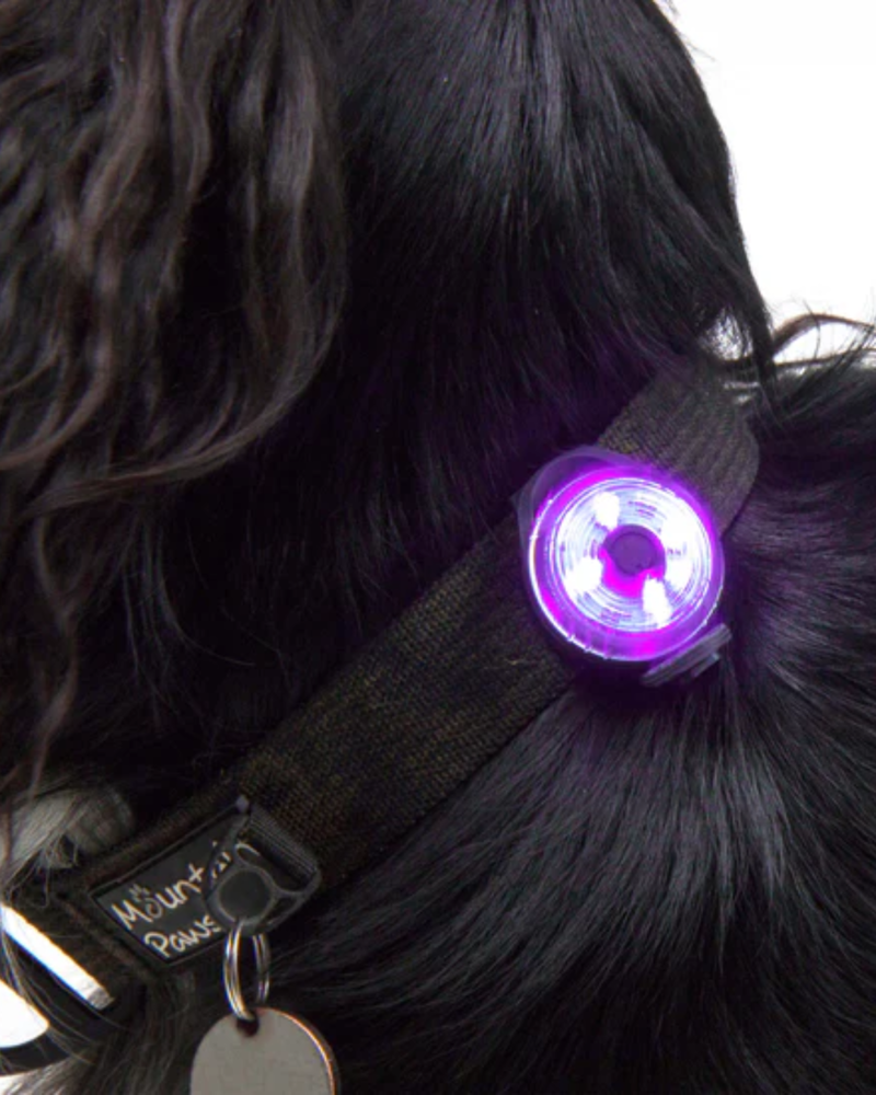 Mountain Paws Dog Safety Light in 2-Pack-1