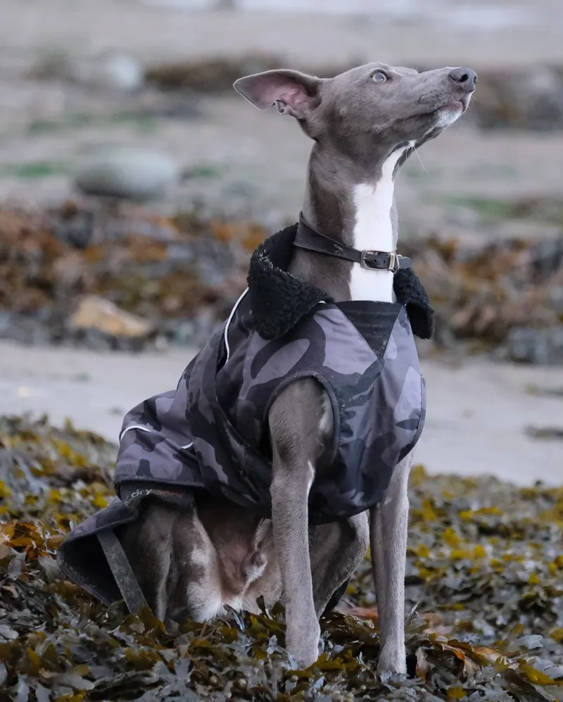 Dryrobe Dog Coat in Black Camo / Black-7